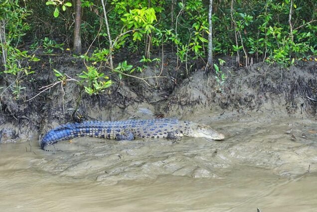 crocodile spotted during the canal cruising