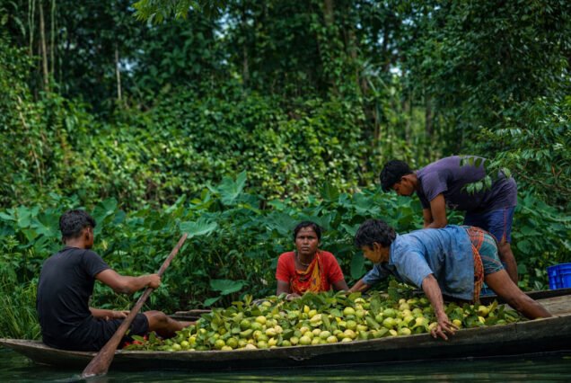 Harvesting Guava to sell in the market in barishal